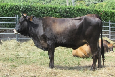 1ª Exposición Morfológica de la Vaca Mantequera Leonesa