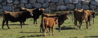 2ª EXPOSICION MORFOLOGIA DE LA RAZA MANTEQUERA LEONESA